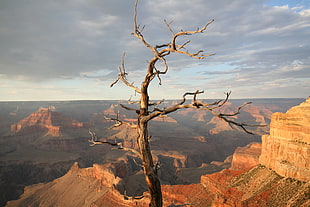 landscape photography of withered tree in The Grand Canyon under clear sky during daytime HD wallpaper