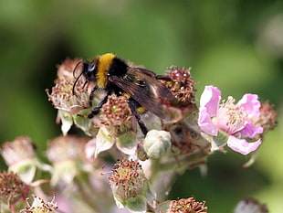 bumblebee perched on brown flower in closeup photo
