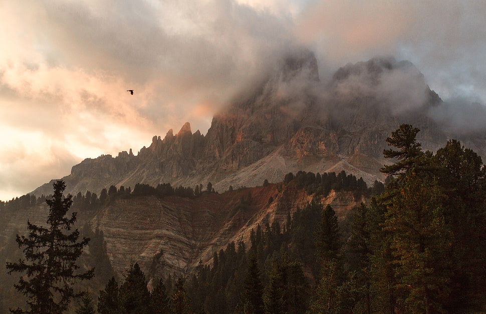 brown mountain range near forest, mountains, mist, clouds, daylight HD wallpaper
