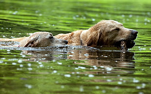 two adult yellow labrador retrievers swims on body of water during daytime