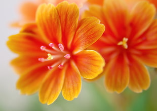 micro photography of orange flowers