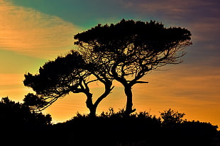 silhouette photo of two tree under cloudy sky during golden hour HD wallpaper