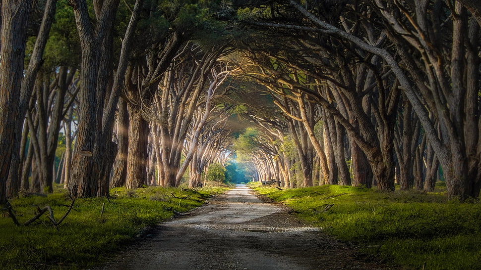 bare trees, forest, sun rays, grass, trees HD wallpaper
