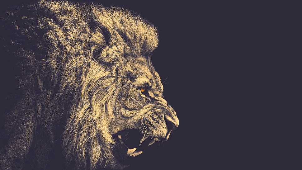 grayscale photo of lion HD wallpaper