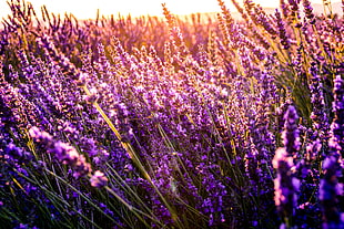 lavender field, Flowers, Field, Sunny