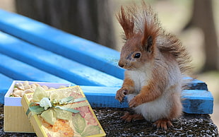 shallow focus photo of brown squirrel near on yellow gift box