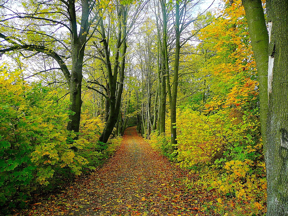 pathway between trees and hedges HD wallpaper