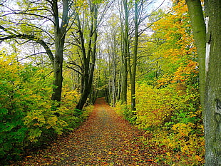 pathway between trees and hedges
