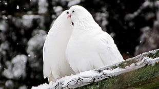 shallow focus photography of two white doves kissing with snowfall HD wallpaper
