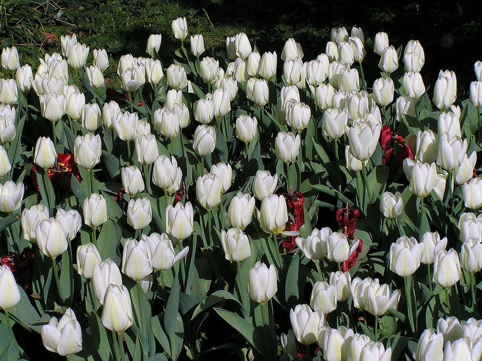 shallow focus photography of white tulips field HD wallpaper