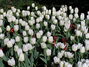 shallow focus photography of white tulips field