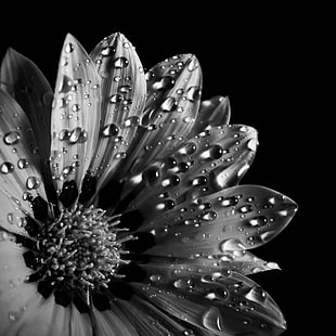 grayscale photo of Gazania flower with water drops