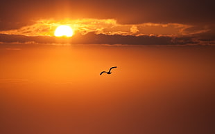 silhouette of bird flying through sky during sunset