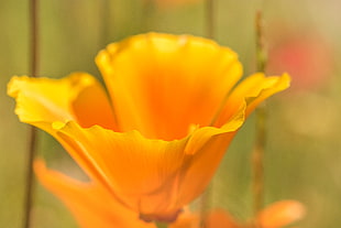 California Poppy flower in bloom close-up photo HD wallpaper