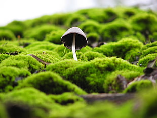 shallow focus photography of brown mushroom HD wallpaper