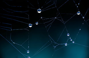 close view of spider web with dew drops