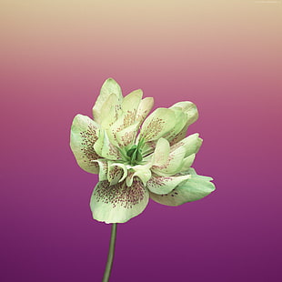 green and pink petaled flower HD wallpaper