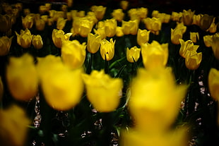 photo of yellow tulip field