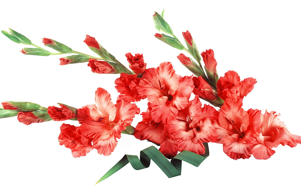 red--and-white Gladiolus flower HD wallpaper