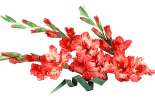 red--and-white Gladiolus flower