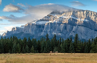 pine tree lot, Alberta, Canada, national park, Banff National Park HD wallpaper
