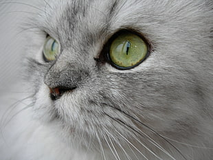 white cat portrait HD wallpaper