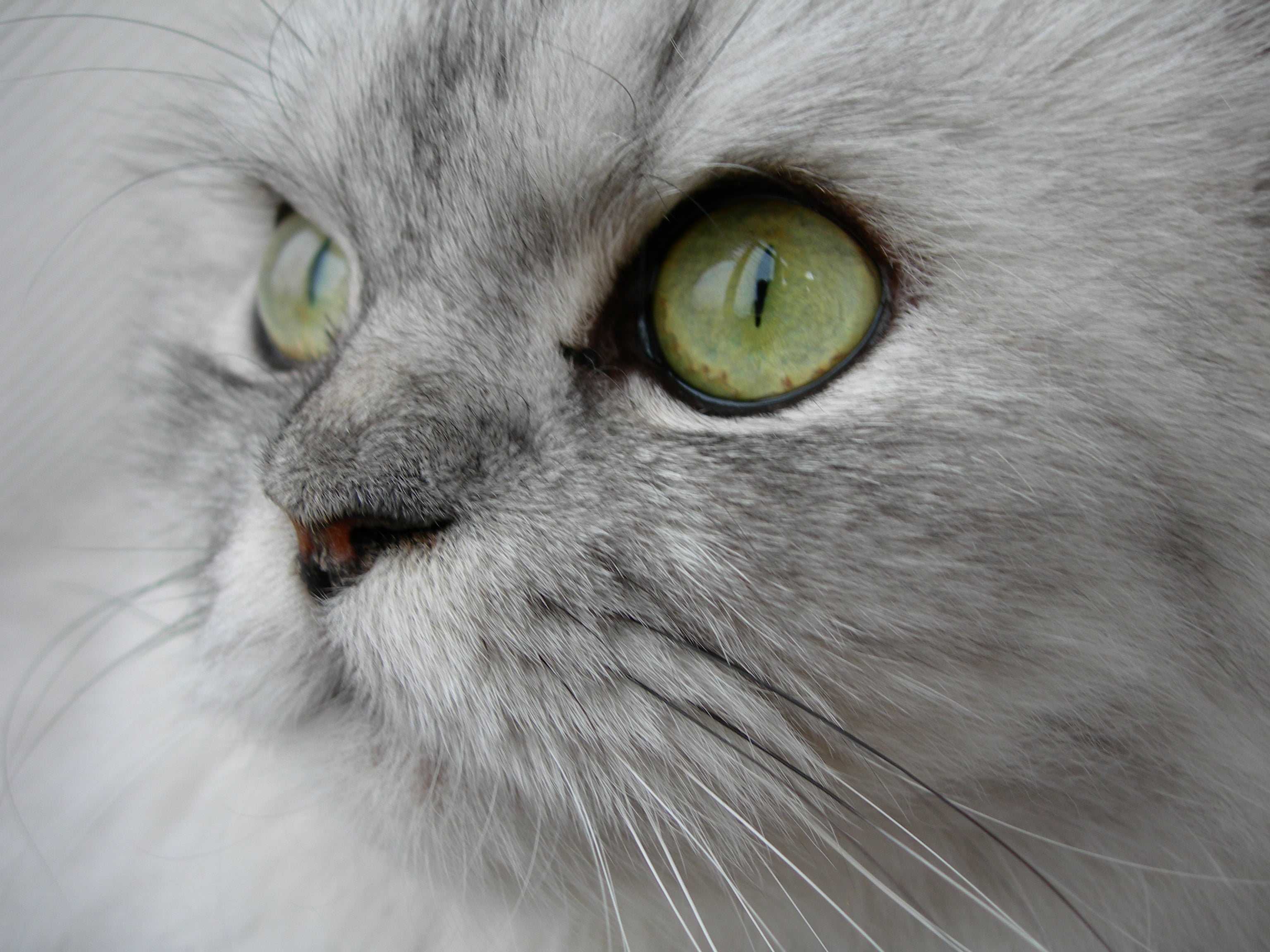 white cat portrait