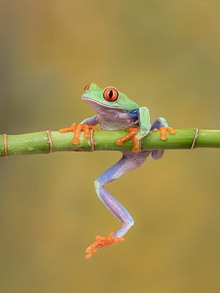 green frog on bamboo stick