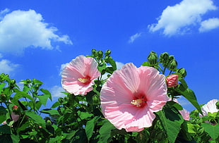 low angle photo of pink petaled flower under blue sky HD wallpaper