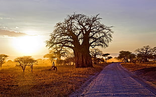 brown bare tree, landscape, nature, baobab trees, dry grass