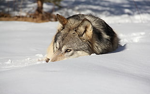 gray and beige wolf, animals, snow, wolf