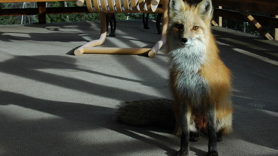 brown fox HD wallpaper