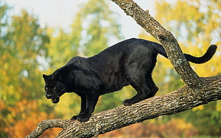 black panther on brown tree HD wallpaper