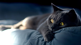 black cat, cat HD wallpaper
