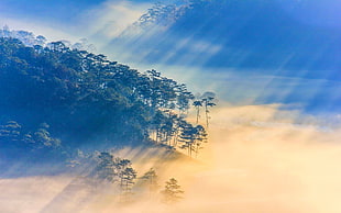 photo of trees near sea of cloud, nature, landscape, sun rays, Vietnam