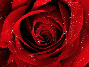 red Rose flower, rose, nature, water drops, flowers