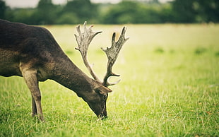 black reindeer eating grass HD wallpaper