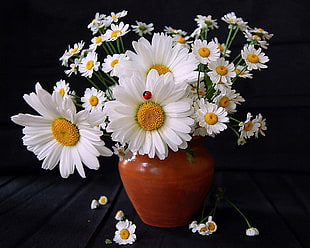 white petaled potted daisy flowers in orange vase HD wallpaper