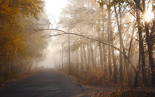 gray road in forest during dawn