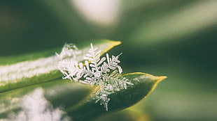 white snowflake, photography, plants, snowflakes, macro HD wallpaper