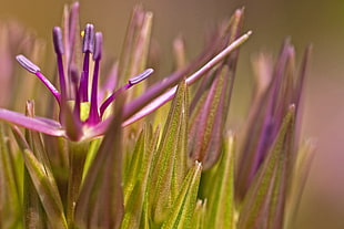 selective focus photography of purple flower