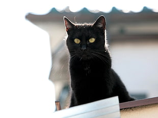 tilt shift lens photography of black short coat cat