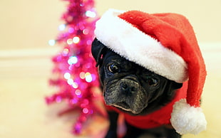 black wearing Santa Claus costume HD wallpaper