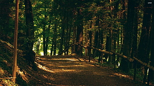 tall green leafed tree, landscape, trees, path, forest