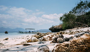 assorted seashells, beach, sand, boat, water HD wallpaper