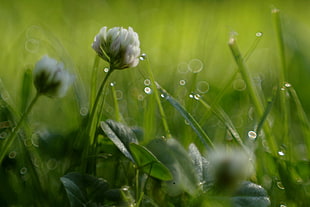 macro photograph of white Clover flower surrounded by green grass with dew droplets