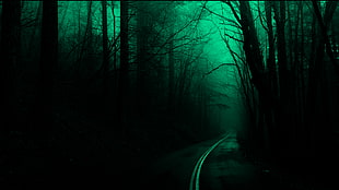 silhouette of forest, forest, trees, road, dark