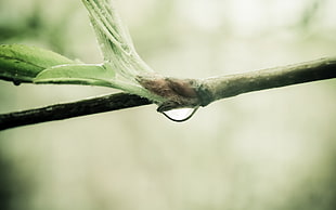 selective photo of green steam HD wallpaper
