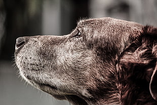closeup photography of adult short-coated brown dog