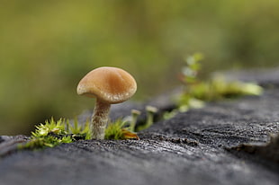 photo of brown mushroom HD wallpaper